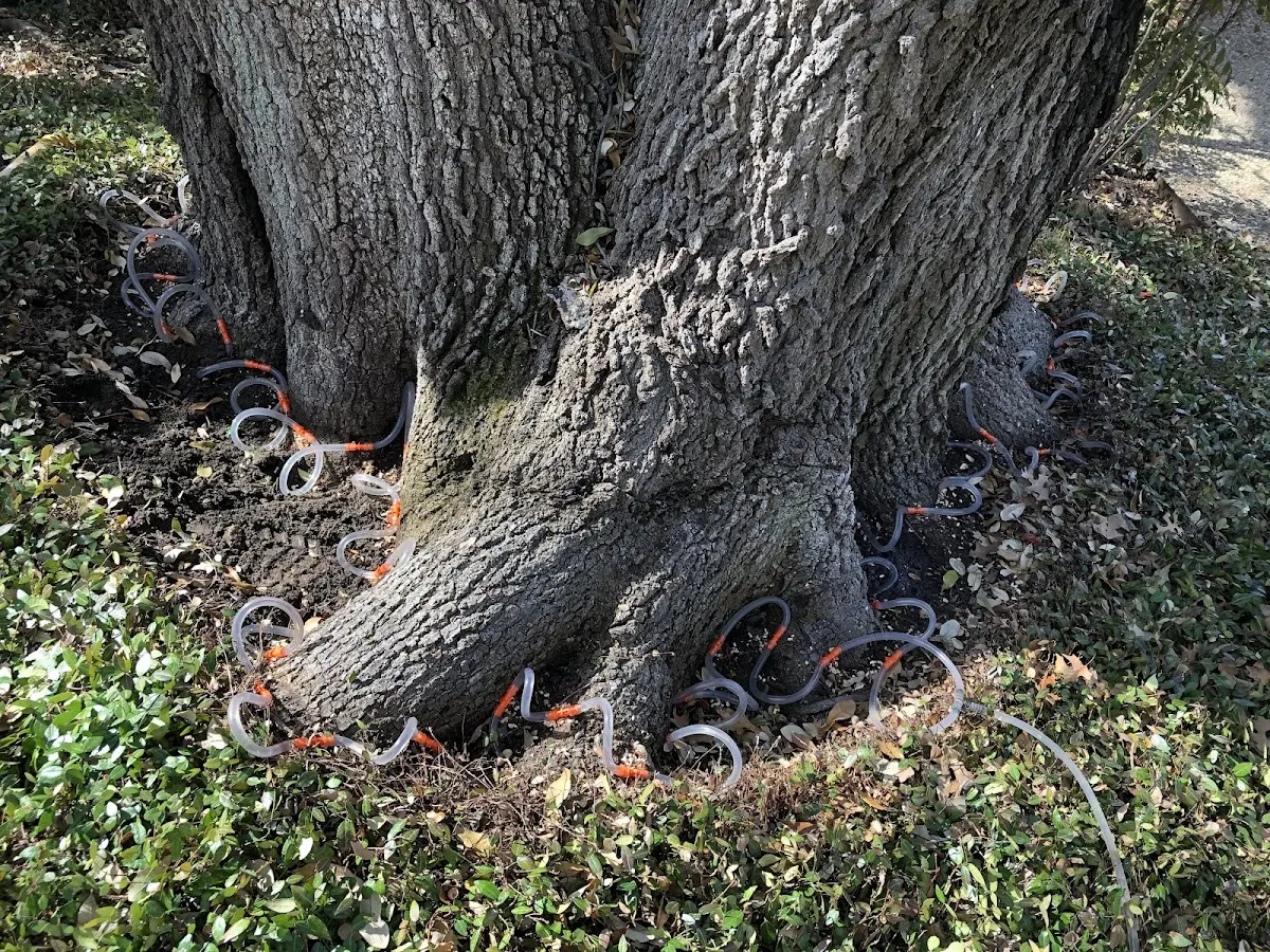 Detailed Tree Cabling and Bracing job site in Christiansburg
