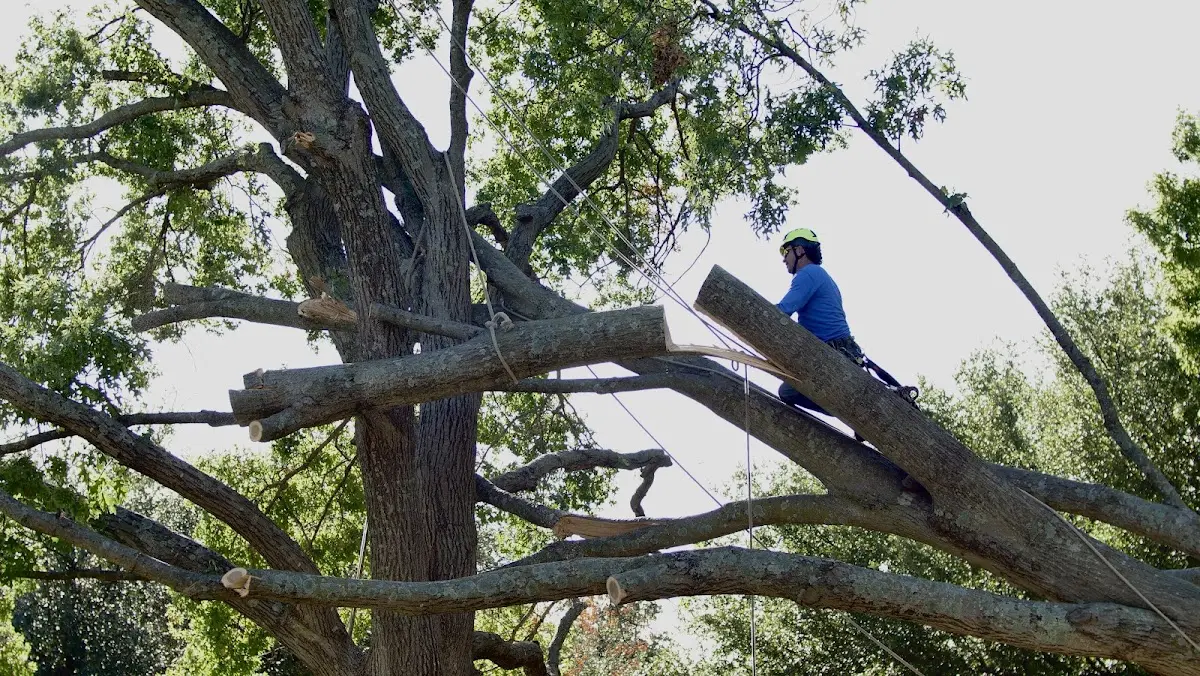 Professional Hazardous Tree Removal performed by certified arborists in Christiansburg